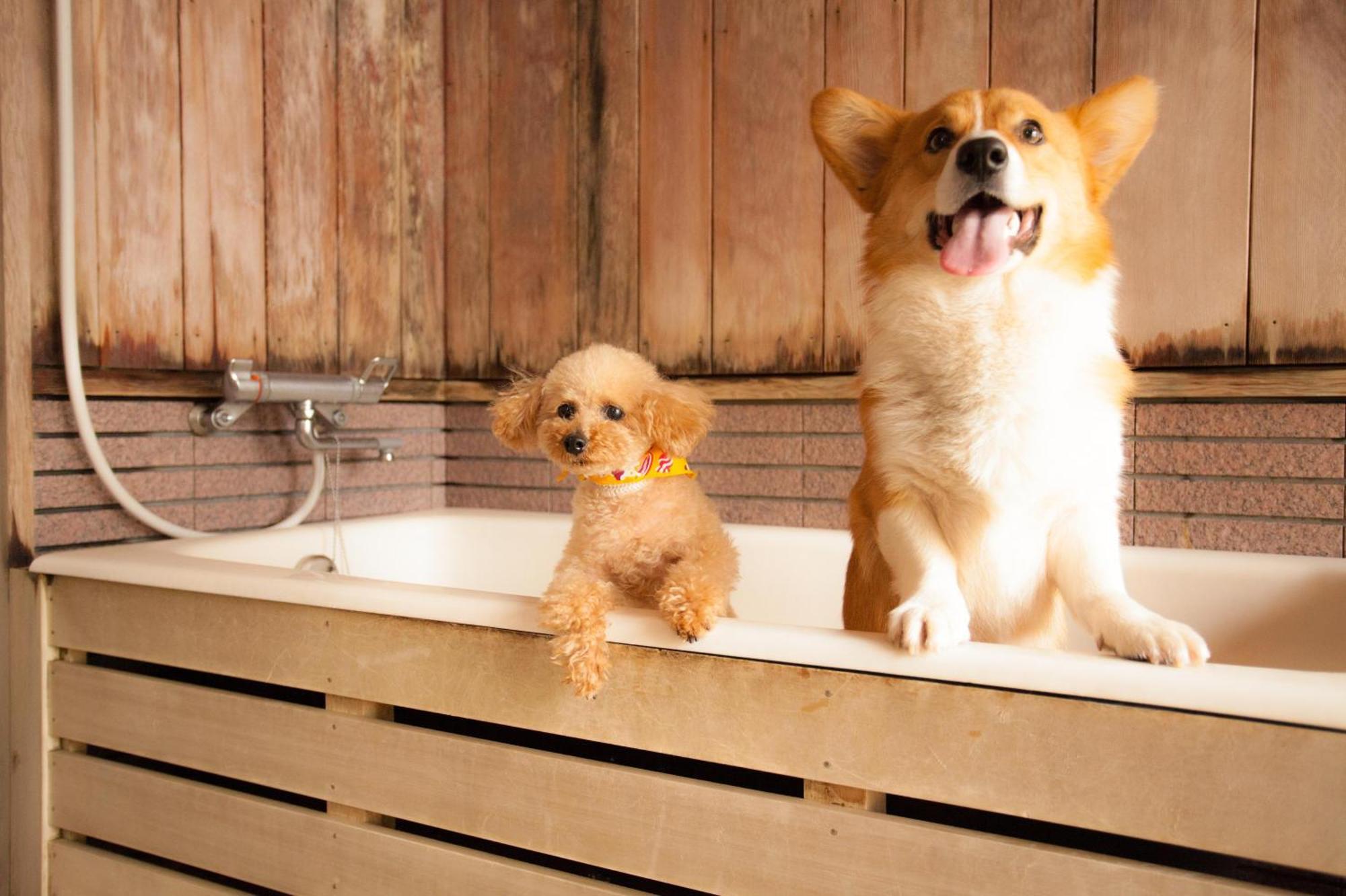 Izumigo Takayama Dog Paradise Hotel Eksteriør billede